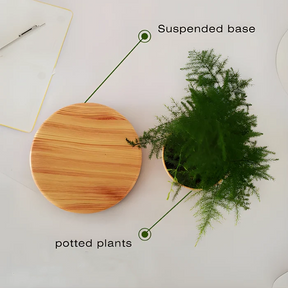 🥇Suspended plants